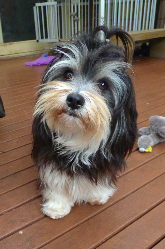 havanese size havanese breed havanese size havanese breed